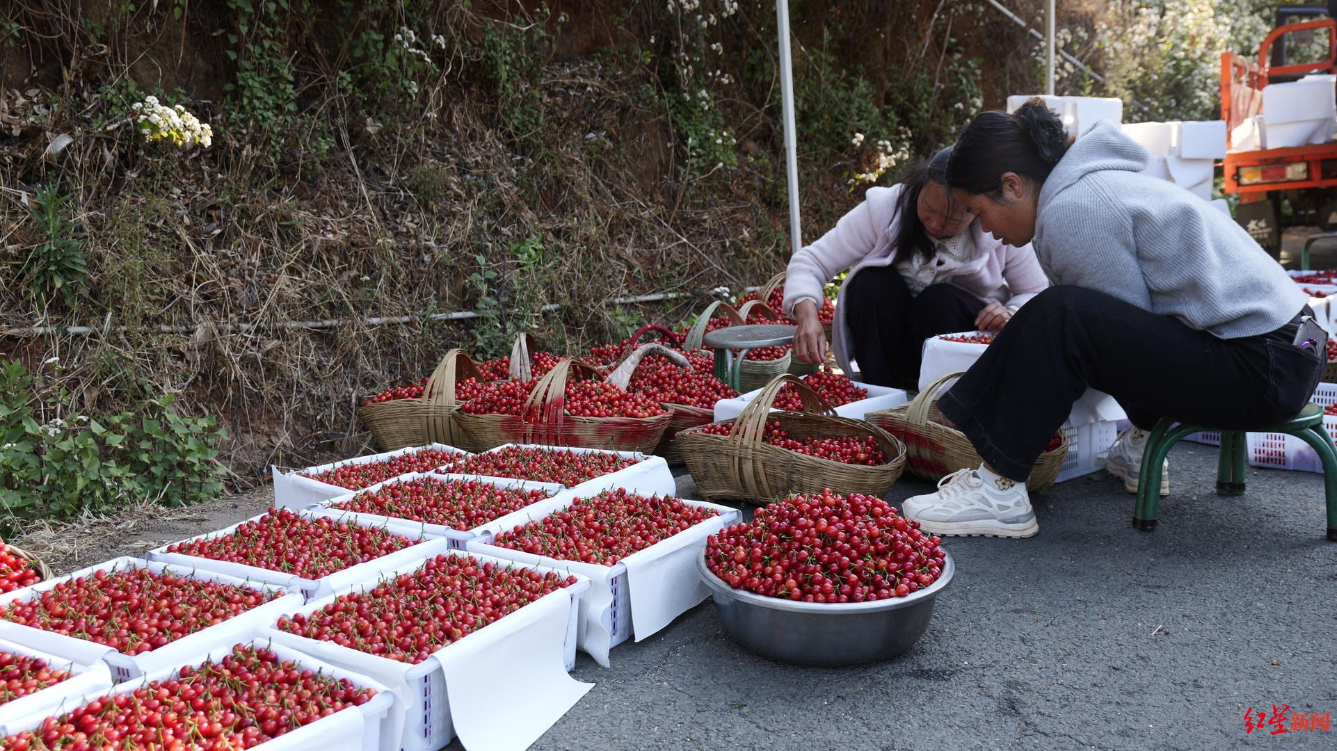 “恩桃儿”在四川攀枝花抢先上市:产地批发每斤25元至40元