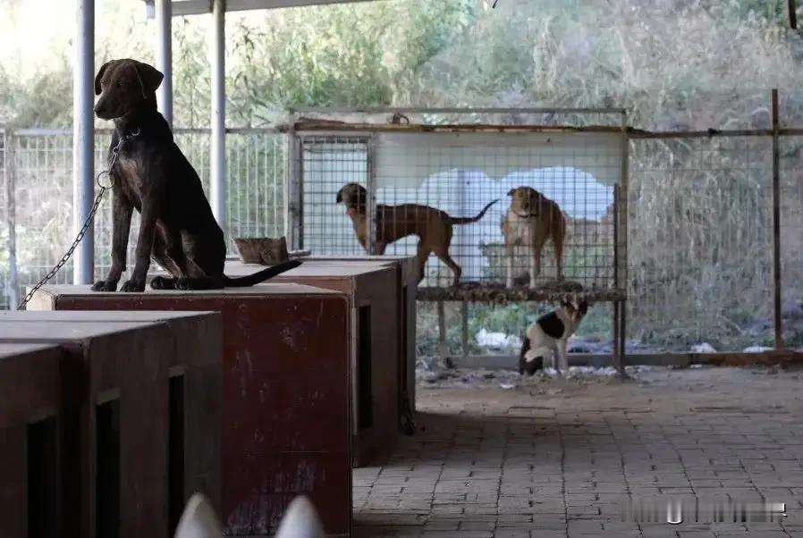 有没有发现一个问题，最近一段时间开始慢慢的周边的邻居变得越来越不友善！
菲律宾一