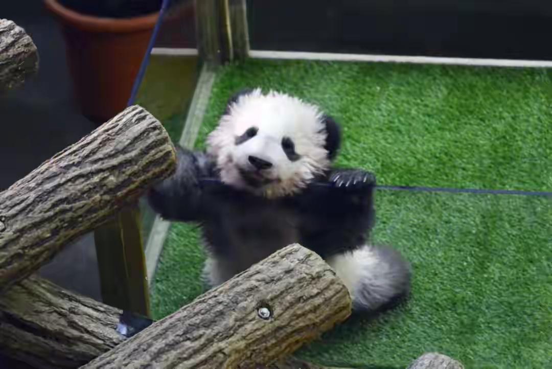 熊猫传情续友谊 中法携手启新程
 
2025年12月3日，法国总统马克龙携夫人布