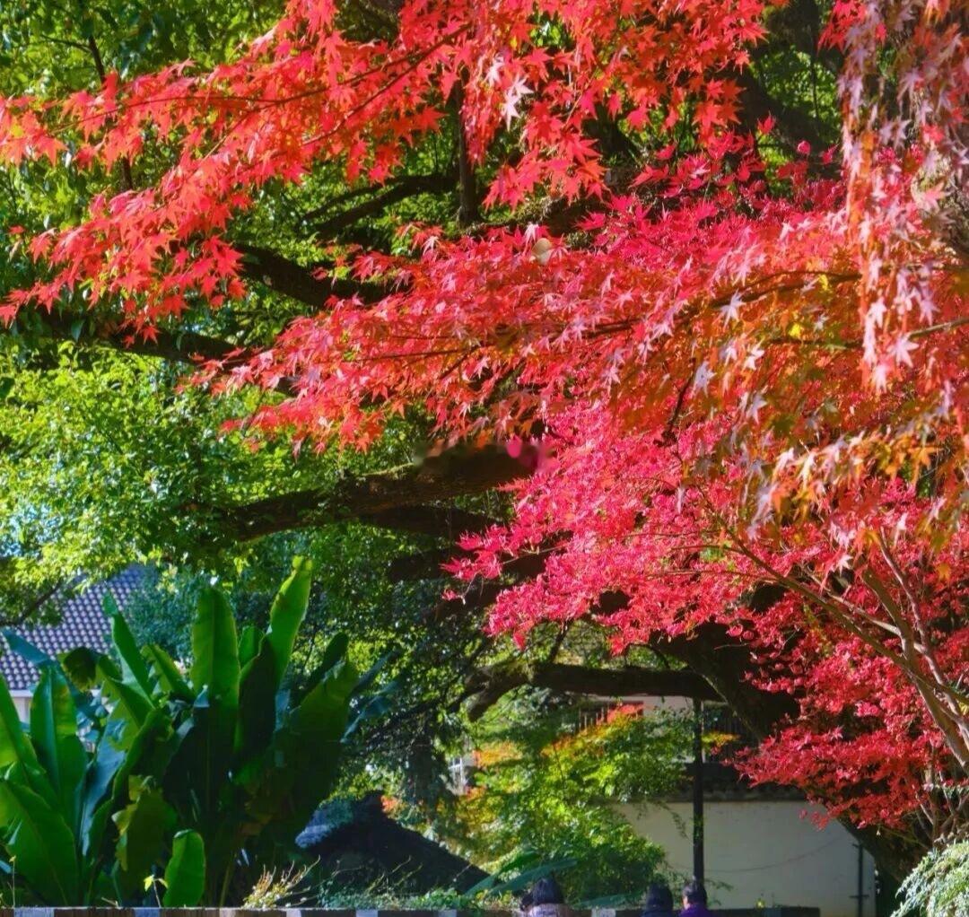 秋日绍兴，风物次第入画。栾花明灿，桂香暗涌，粉黛漫起柔雾；梧桐疏朗，红枫渐染，银