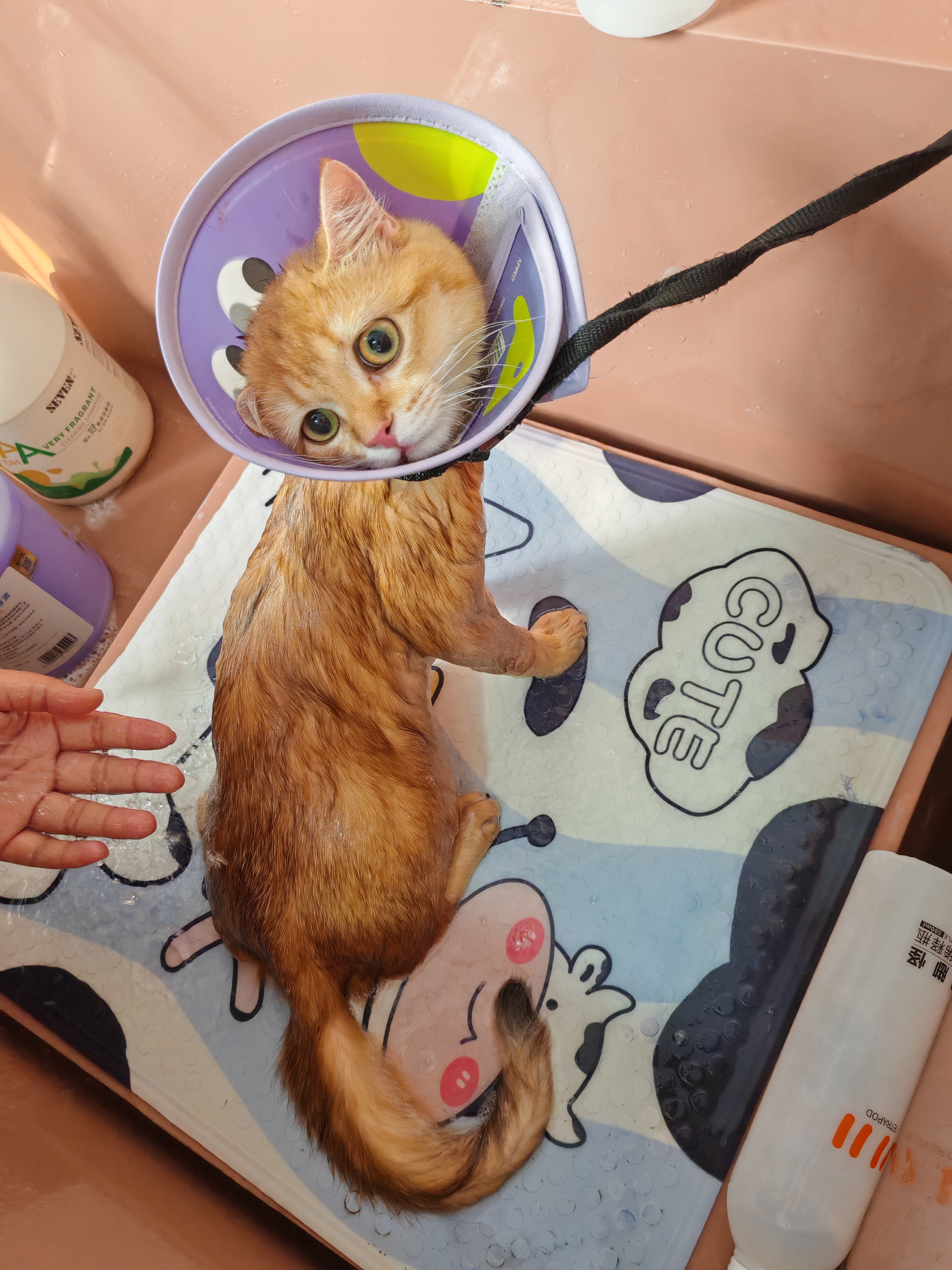 第一次外出洗澡的元宝很乖橘猫小猫养猫萌宠吸猫