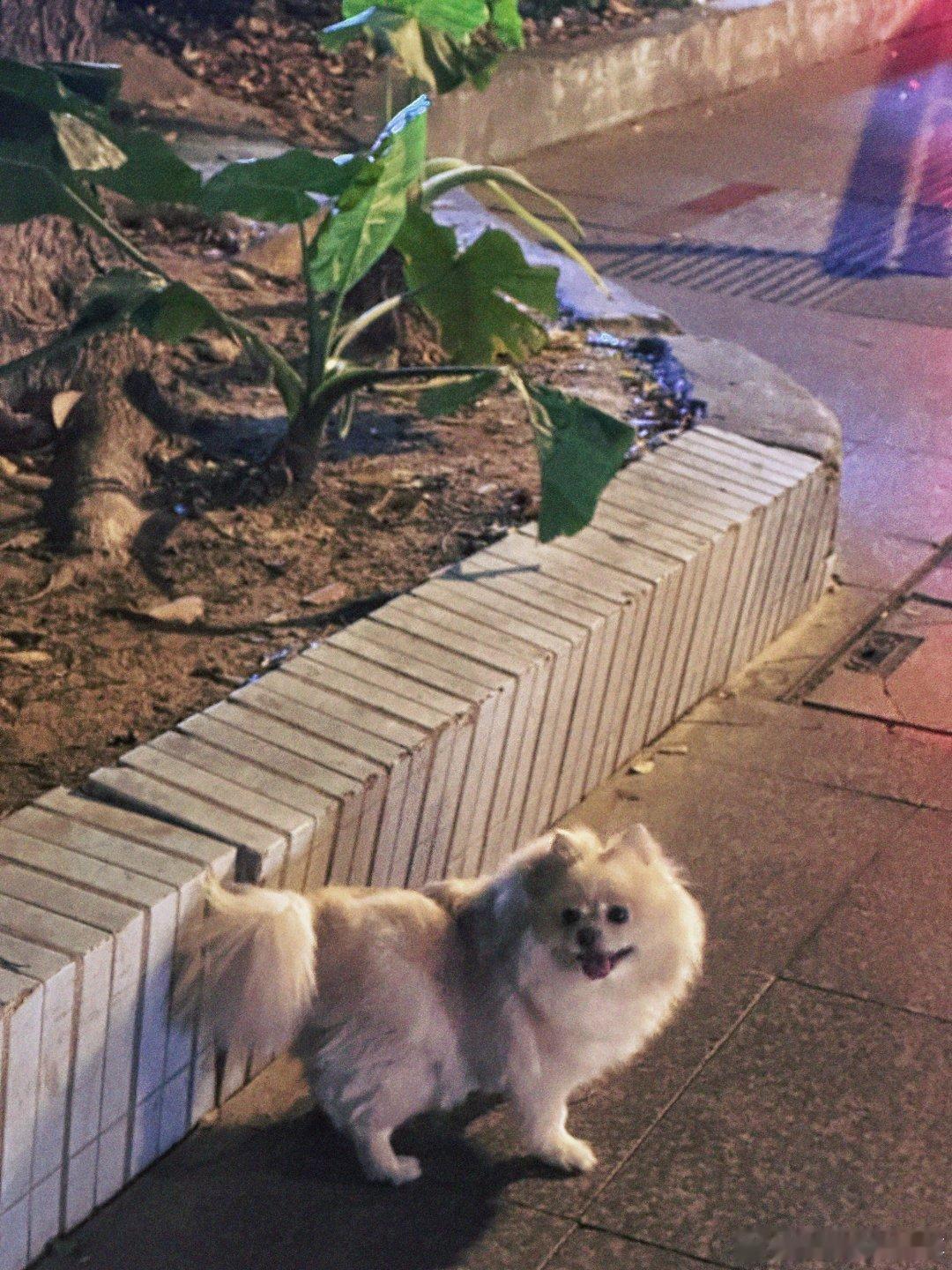 #赵露思给狗P表情包#好喜欢看露思的碎片日常啊，是个在认真生活的小女孩[抱一抱]