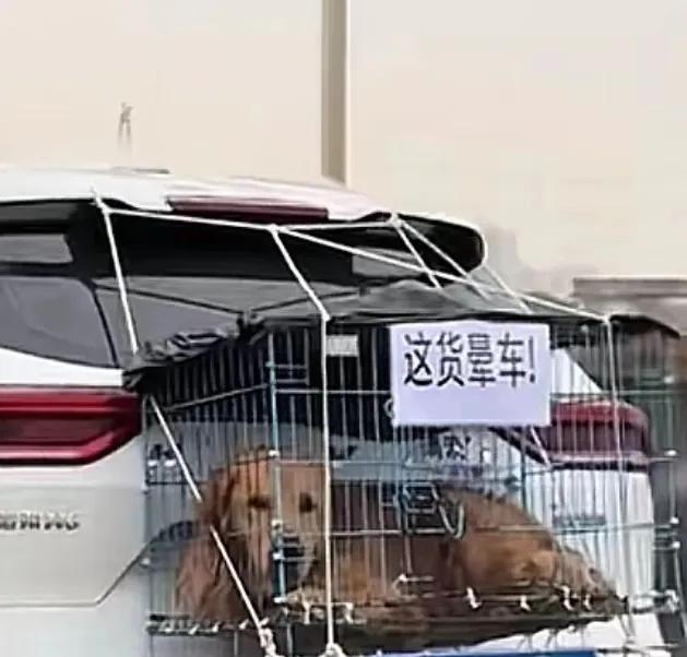 晕过车的都知道相比车内它一定更愿意在车顶吹风，要是能跟上速度，它宁愿跑着。