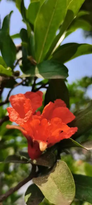 《风拂裙转》
暖阳风拂百花香，
布谷鸟鸣麦穗黄。
榴花争艳风中放，
姑娘裙转笑荡