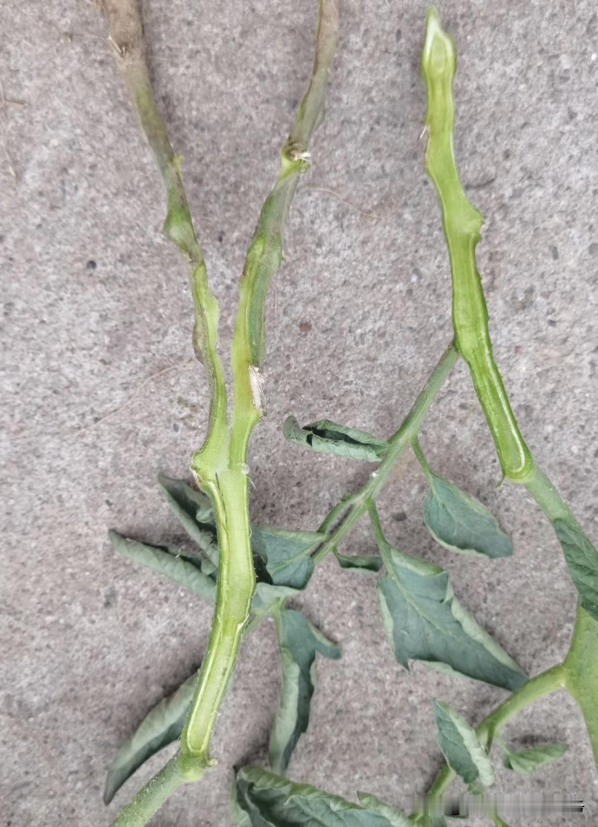 番茄分枝能力强，侧芽萌发速度快，合理打杈是塑造优良株型、平衡营养生长与生殖生长、