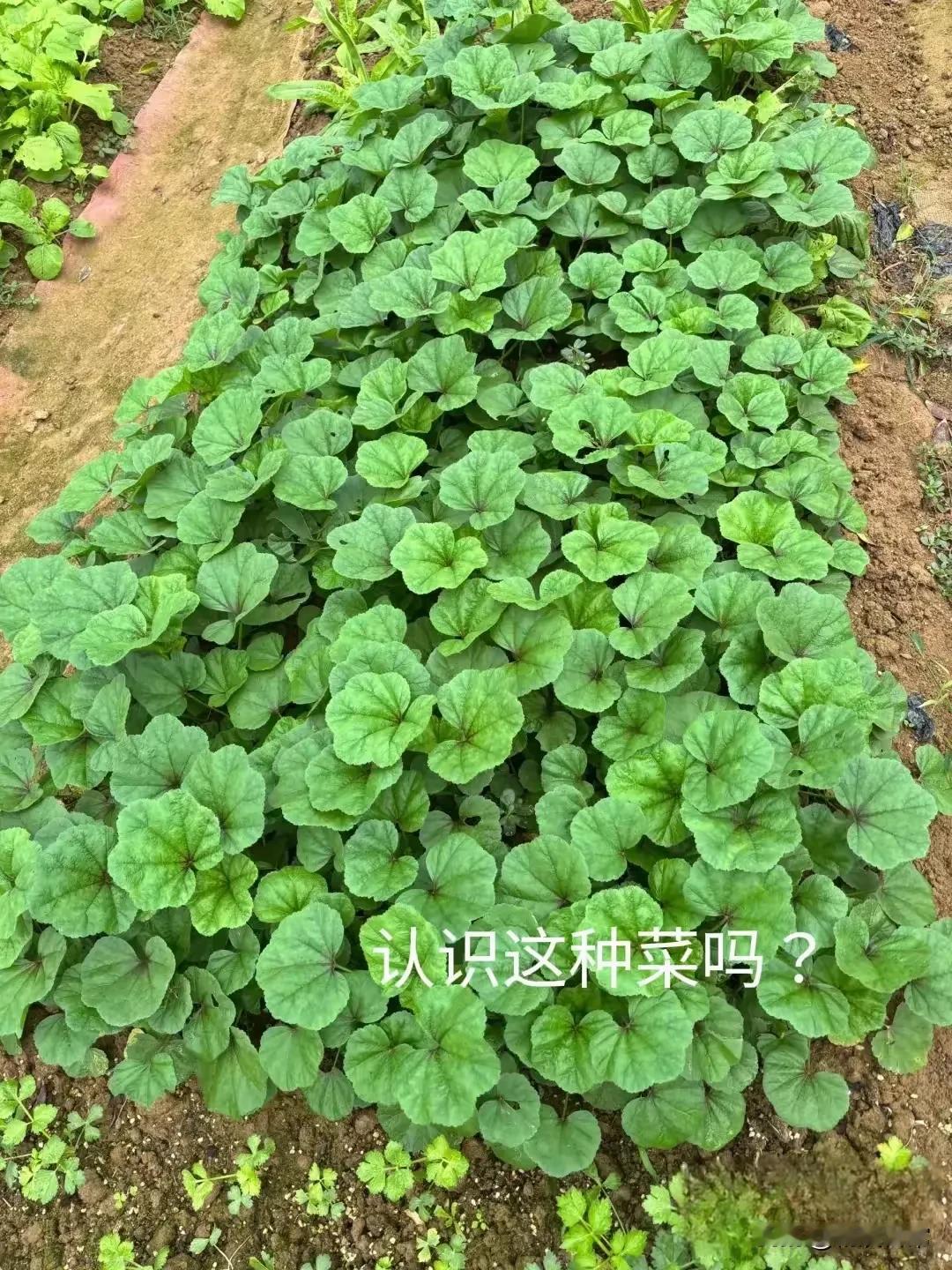 请问有人认识这种菜吗？这种叫做什么菜呀？，我头一次见这种菜，菜市场超市，怎么没看
