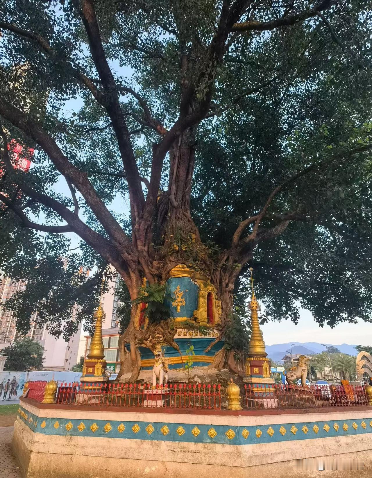 树包塔的往昔旧事

云南芒市有一处知名景点，名为树包塔，背后藏着一段动人的故事，