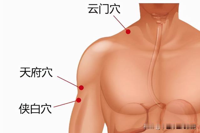 肺气不足怎么办？多按这2个穴位，还你一个健康的肺
 
中医讲肺为“华盖”，位于胸