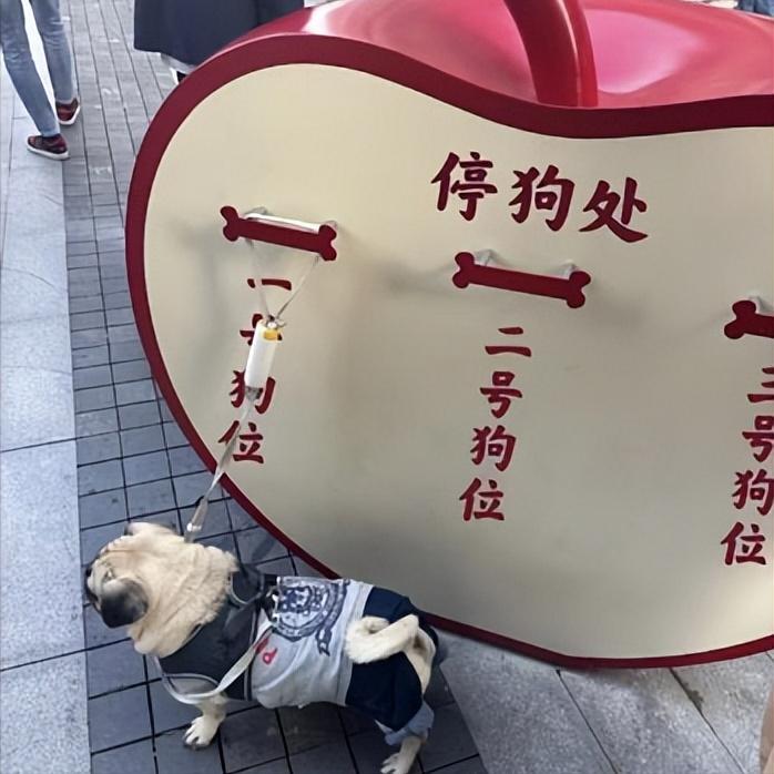 这回真切感受到大城市的细腻浪漫，遛狗圣地徐汇滨江又出圈啦。

 早就听说这边江景
