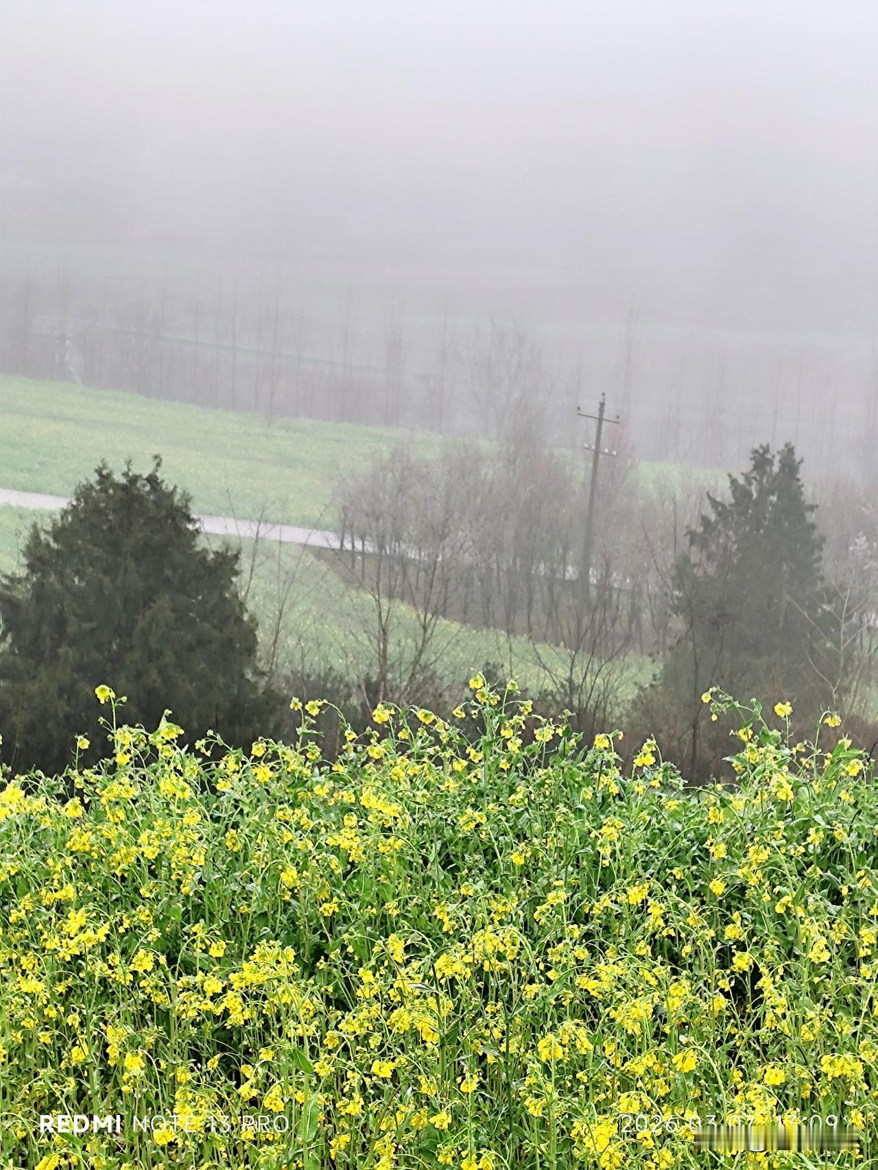 前两天看到别人拍的周至骆峪镇红旗村，绝美的梯田油菜花海，层次分明，又可远眺骆峪水
