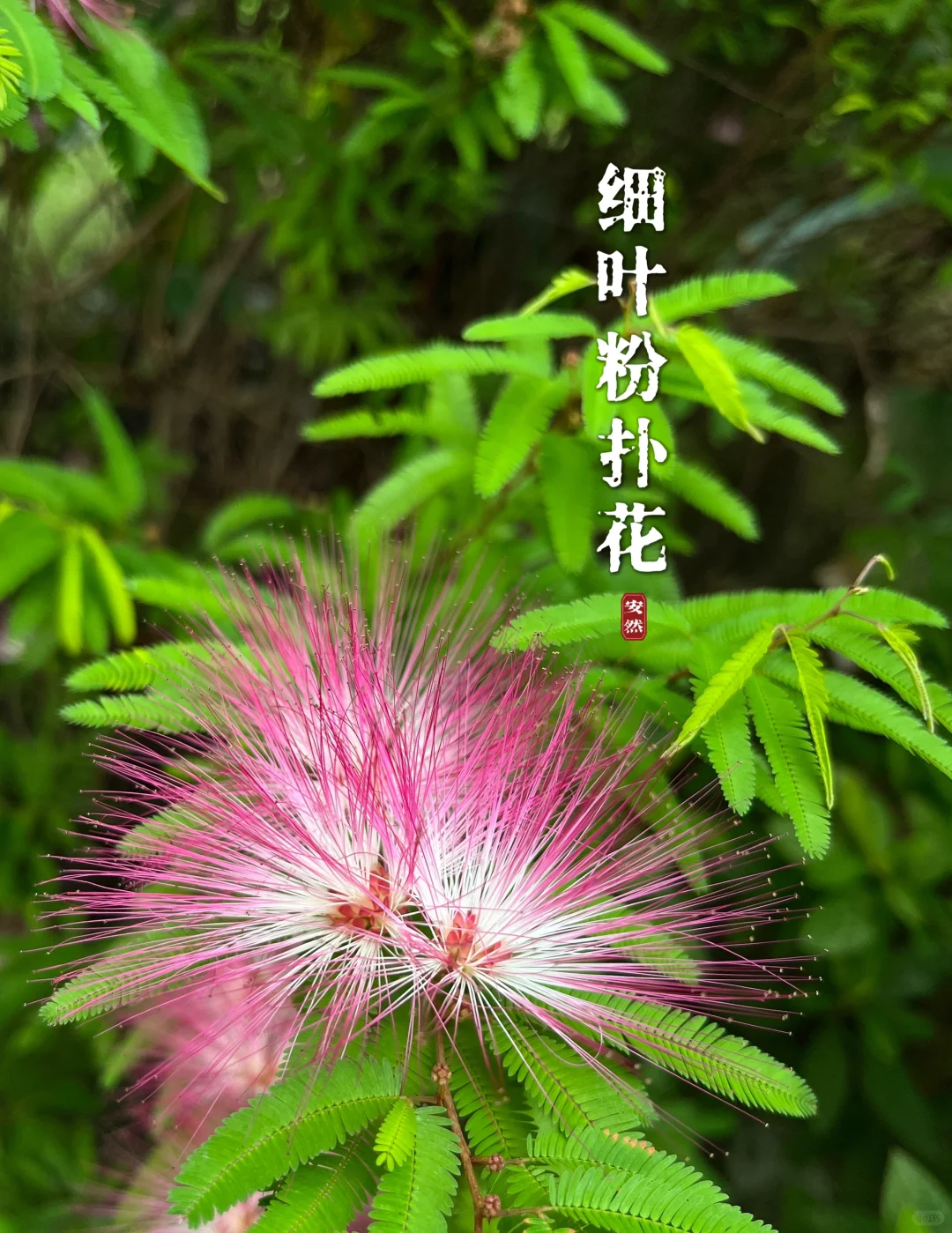 福州植物美图｜细叶粉扑花