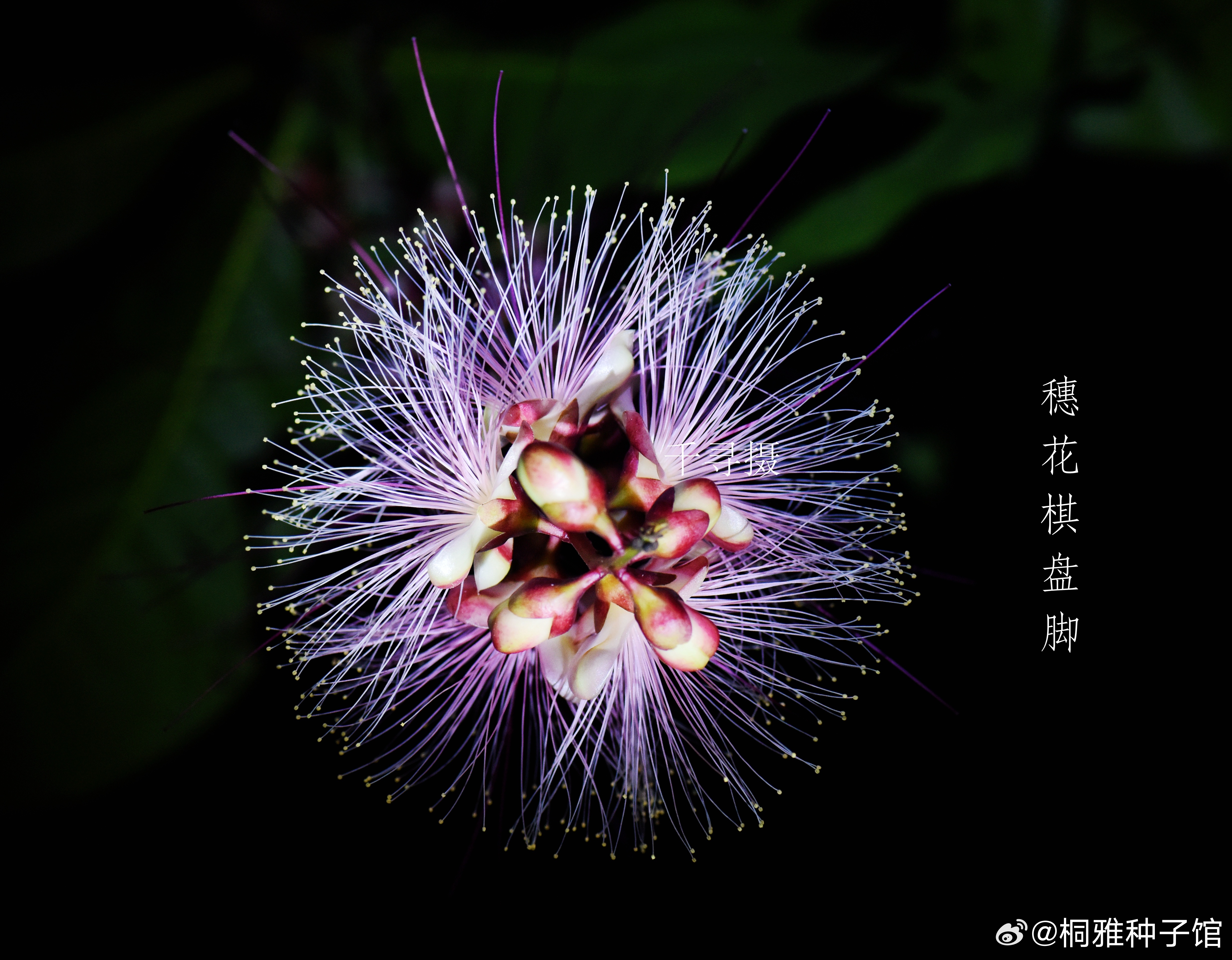 1383.它如烟花寂寞～穗花棋盘脚这种花是晚上开放，天亮时候枯萎闭合掉落地上，如