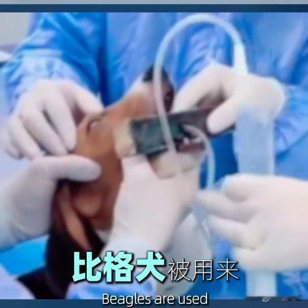 它们以为手术室的灯，就是太阳“实验犬”

今天刷到实验比格犬的视频，心脏揪得发疼