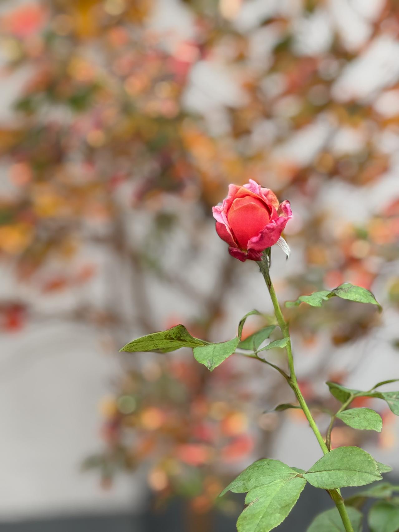 随手一拍的花草秋