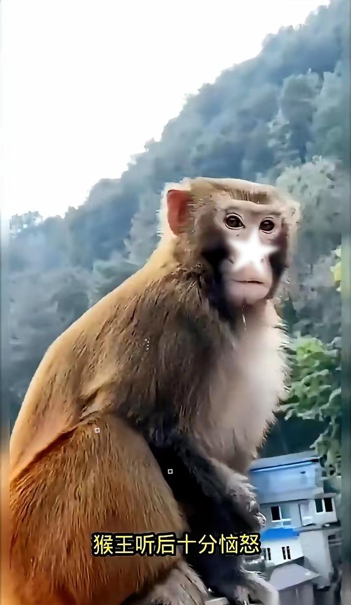 一只公猴，趁着猴王不在，一把就将母猴按在了地上。
周围的猴子，该吃果子的吃果子，