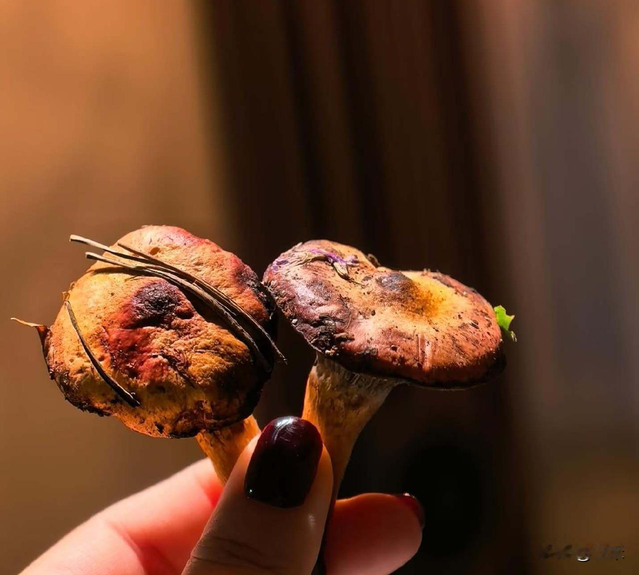 今天出去玩，在草地上竟然发现了蘑菇，请问这是什么蘑菇？能吃吗？
