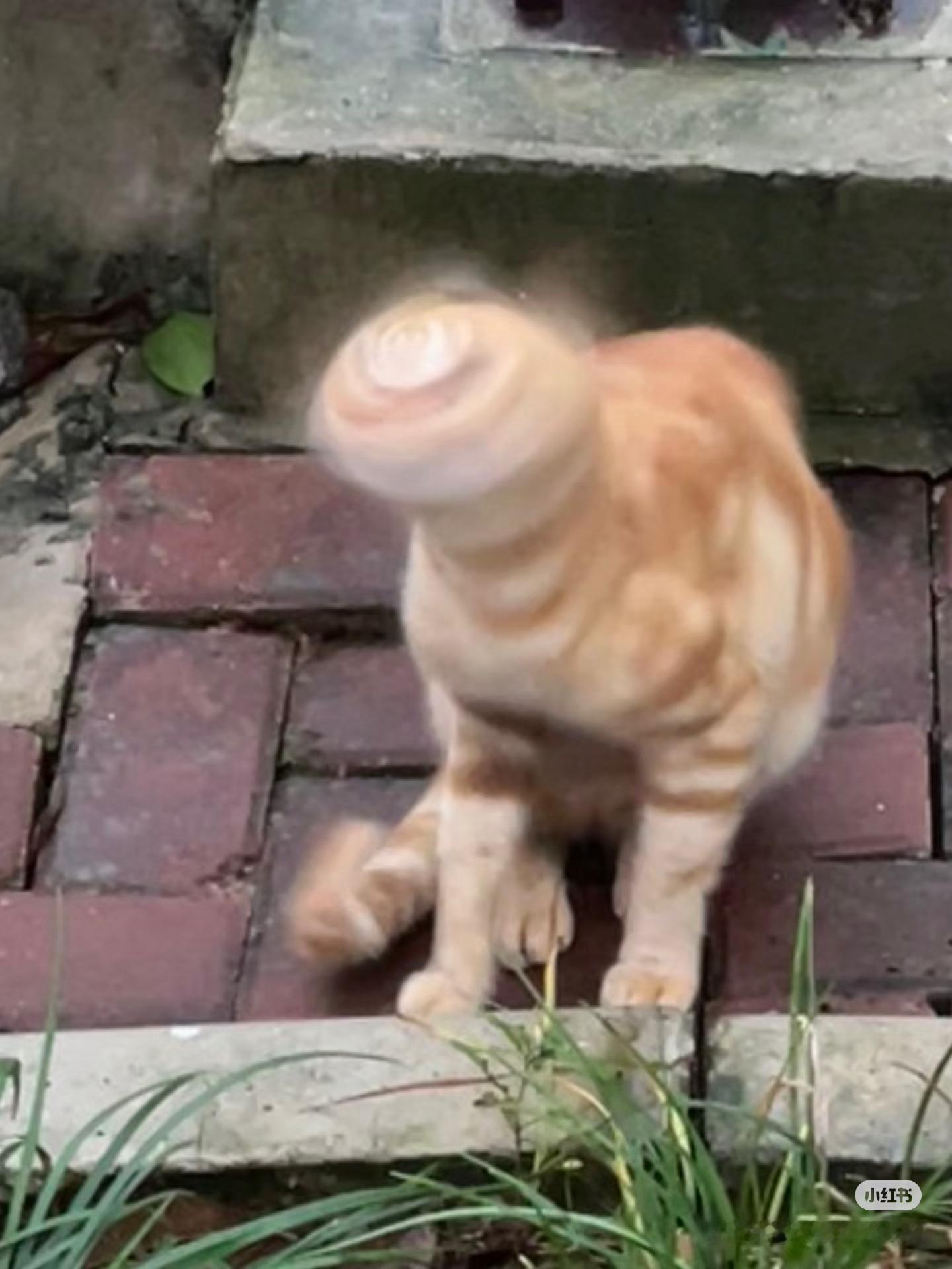 iPhone实况图的选取机制经常能在网上刷到网友拍的有意思的Live图iPhon