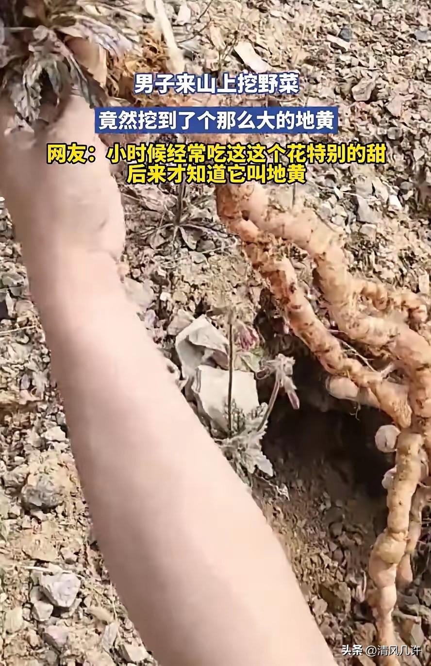 重庆，男子上山去挖野菜，本想着挖点荠菜，蒲公英，没想到一锄头下去，竟挖出了个“大