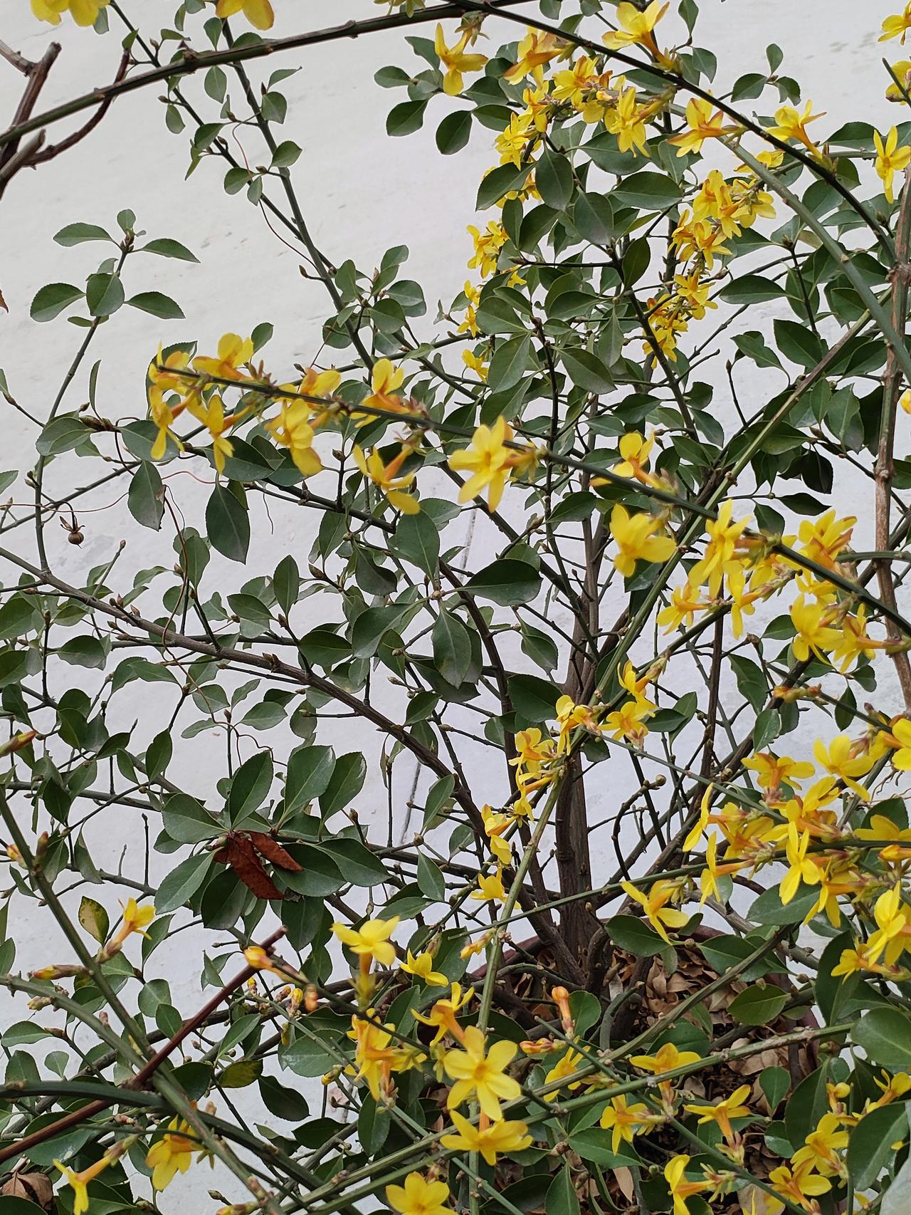 日子就像这枝头的花，不必急着奔赴远方，静静守着一方天地，把平凡的时光都开成欢喜，