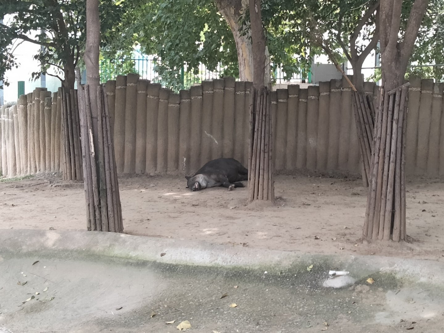 动物四仰八叉 ​​​