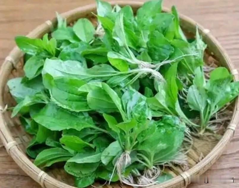 现在很多人都爱往乡下跑、摘野菜、拍田园生活，不只是图新鲜，更是想在快节奏里，找回