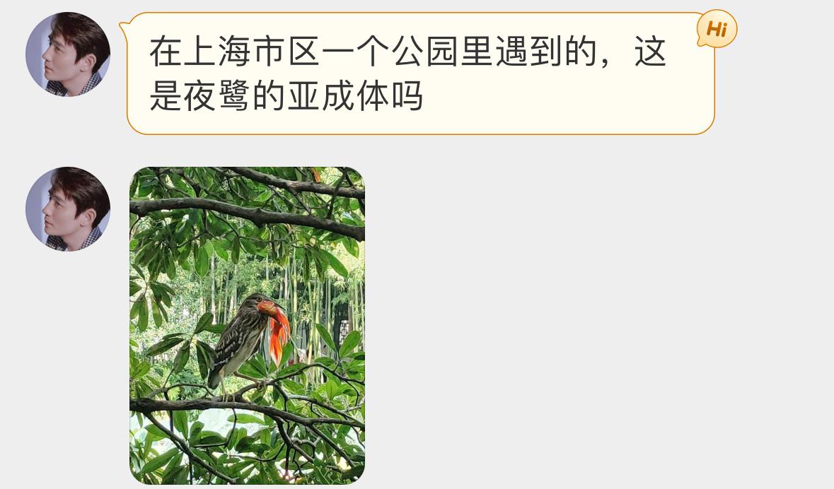 #鸟粉投稿# 干饭的【夜鹭】还抓了一条金鱼呢🐟 ​​​