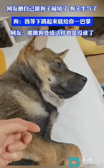 正宗的狗不理。
看得出来，它是真的生气了。
能把狗子惹急眼，女子她也是个人才。