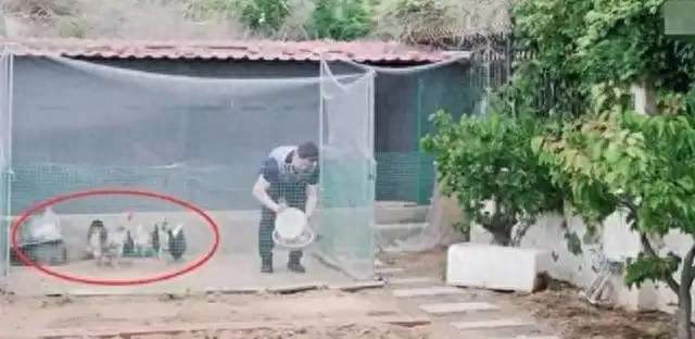 张继科豪宅大反转，别墅住出农房质感，北欧乒乓球室是点睛之笔