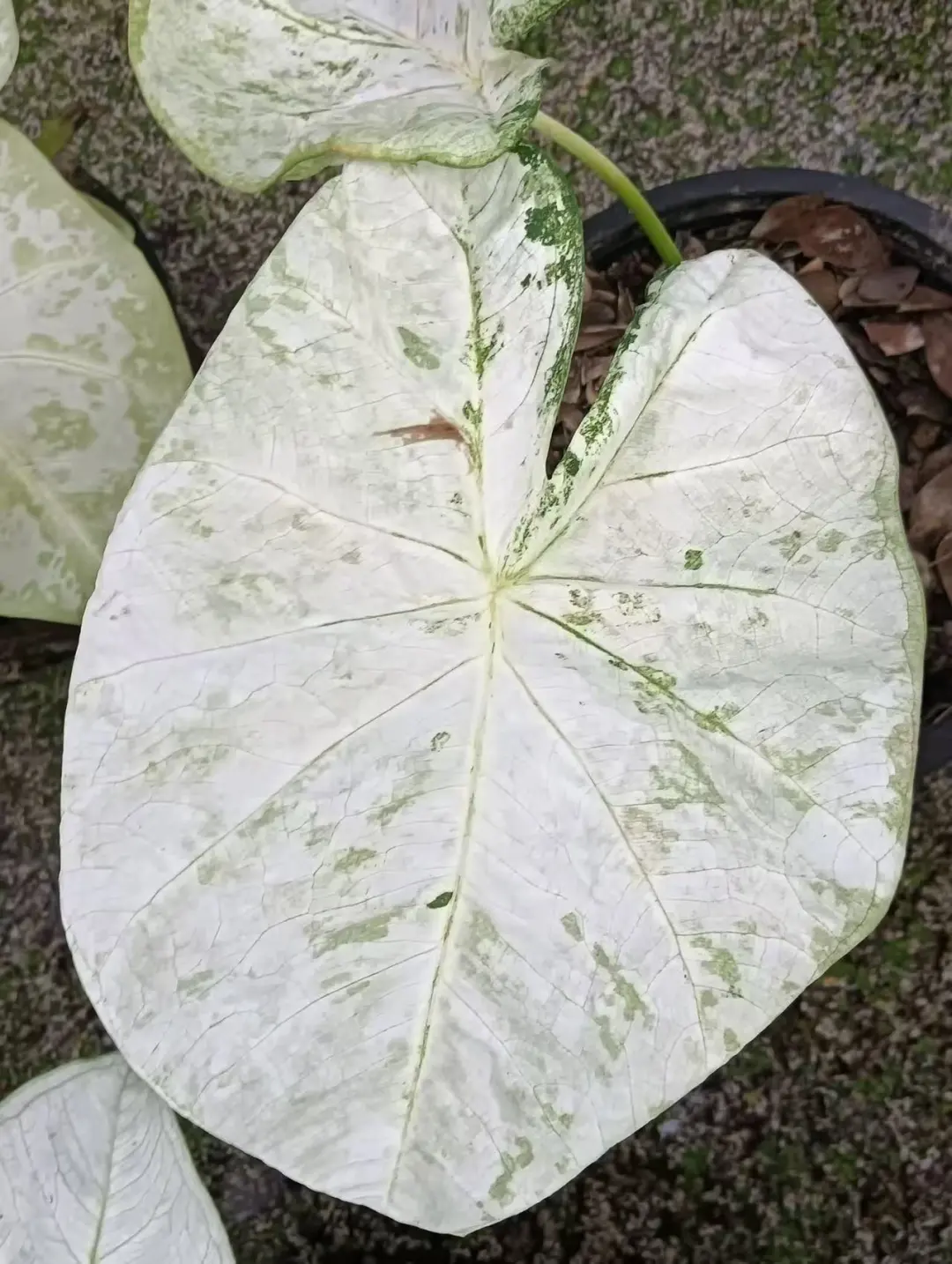 暂无名
