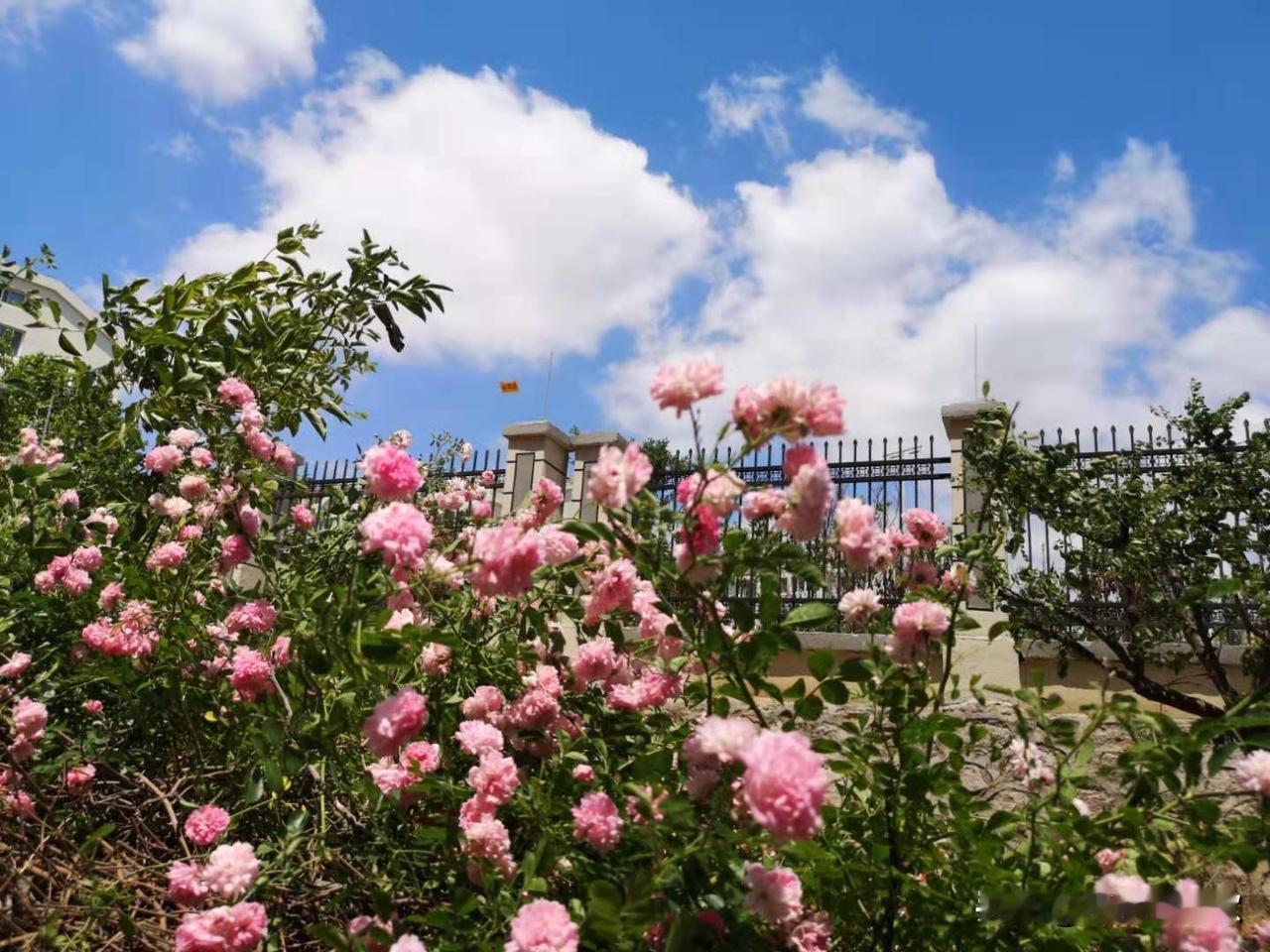 七排•大自然里风来雨止阴晴换（80韵）1795
——前行中总愿突破自己辛丑赋诗五