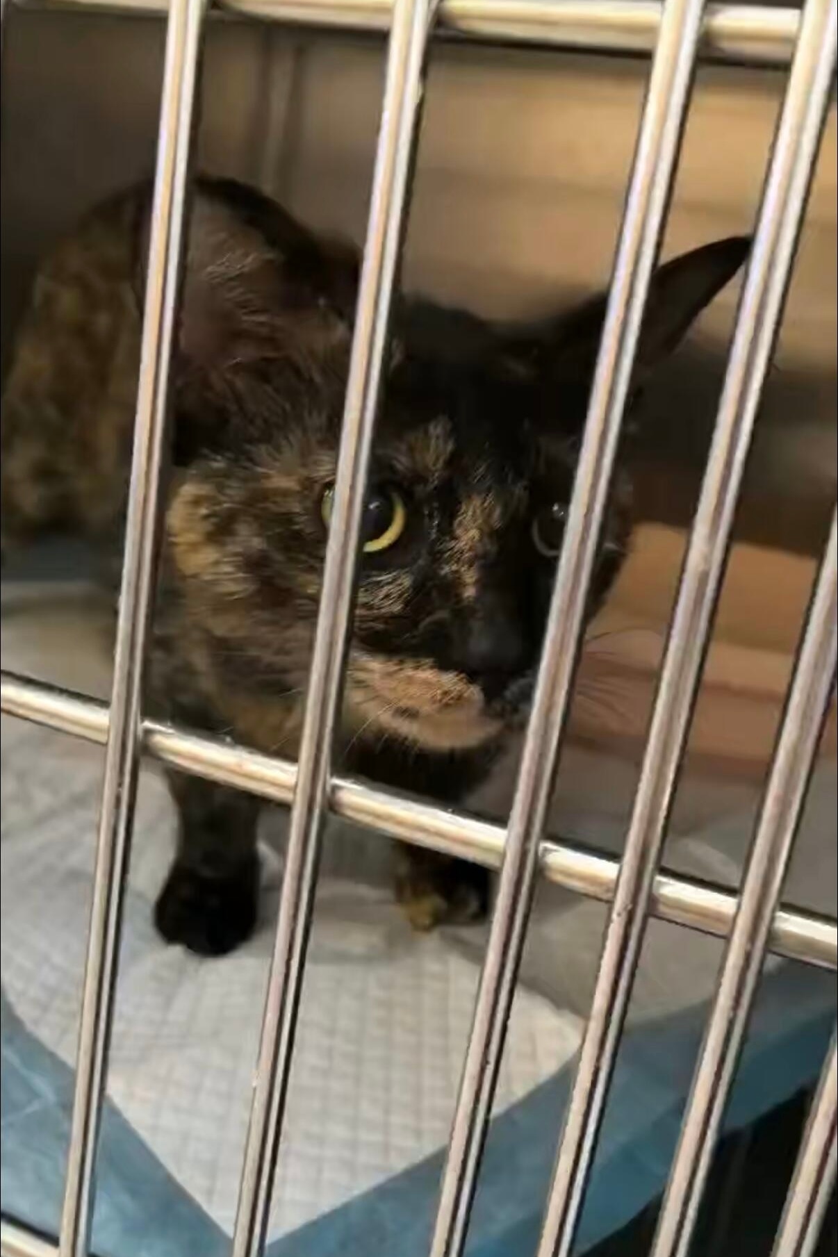 上网刷到这个尸体都回暖了，女孩们好🥹🥹🥹二十几个小女孩筹钱给流浪母猫做绝育