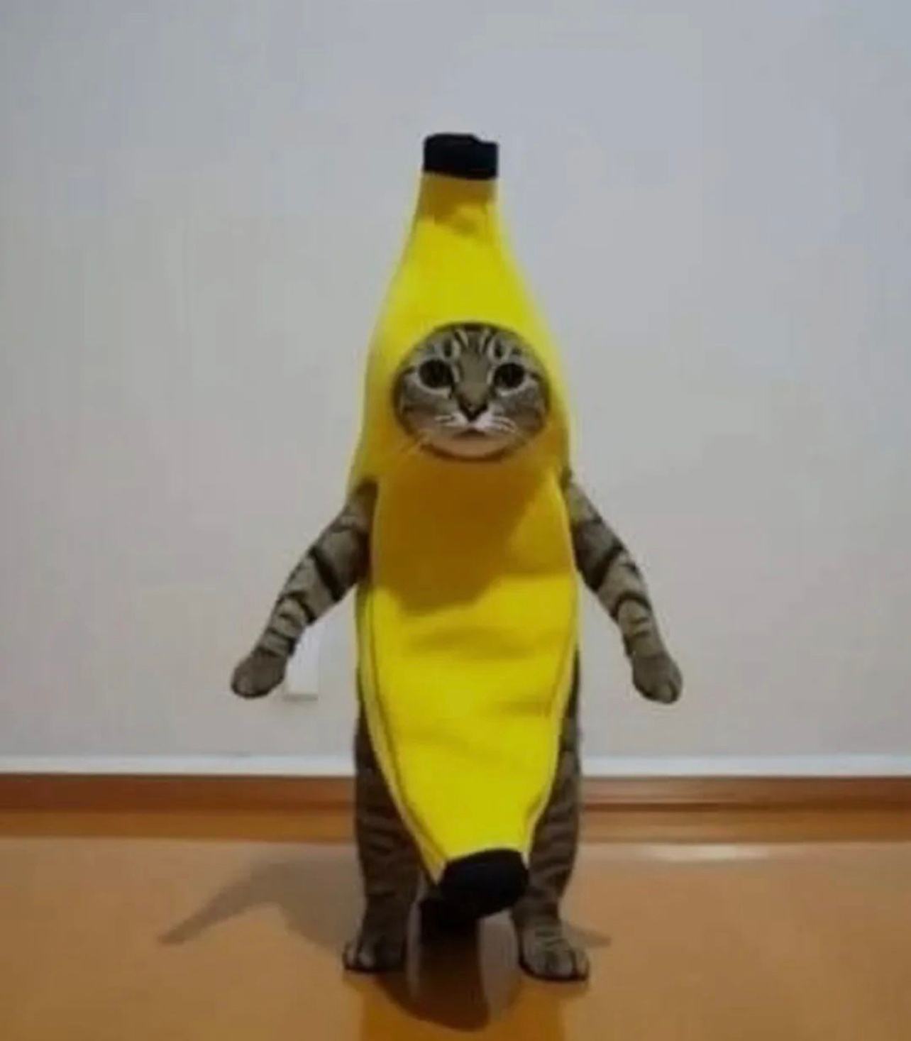 🍌🐱 ​​​