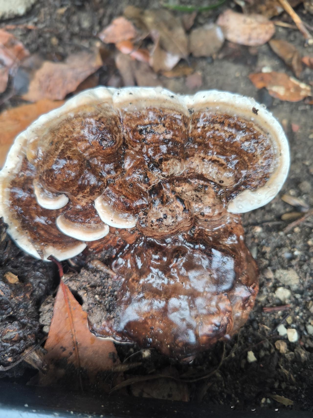 喧闹的城市里发现木灵子
      昨天吃过晚饭雨后外出散步，行至牛奶公司家属区
