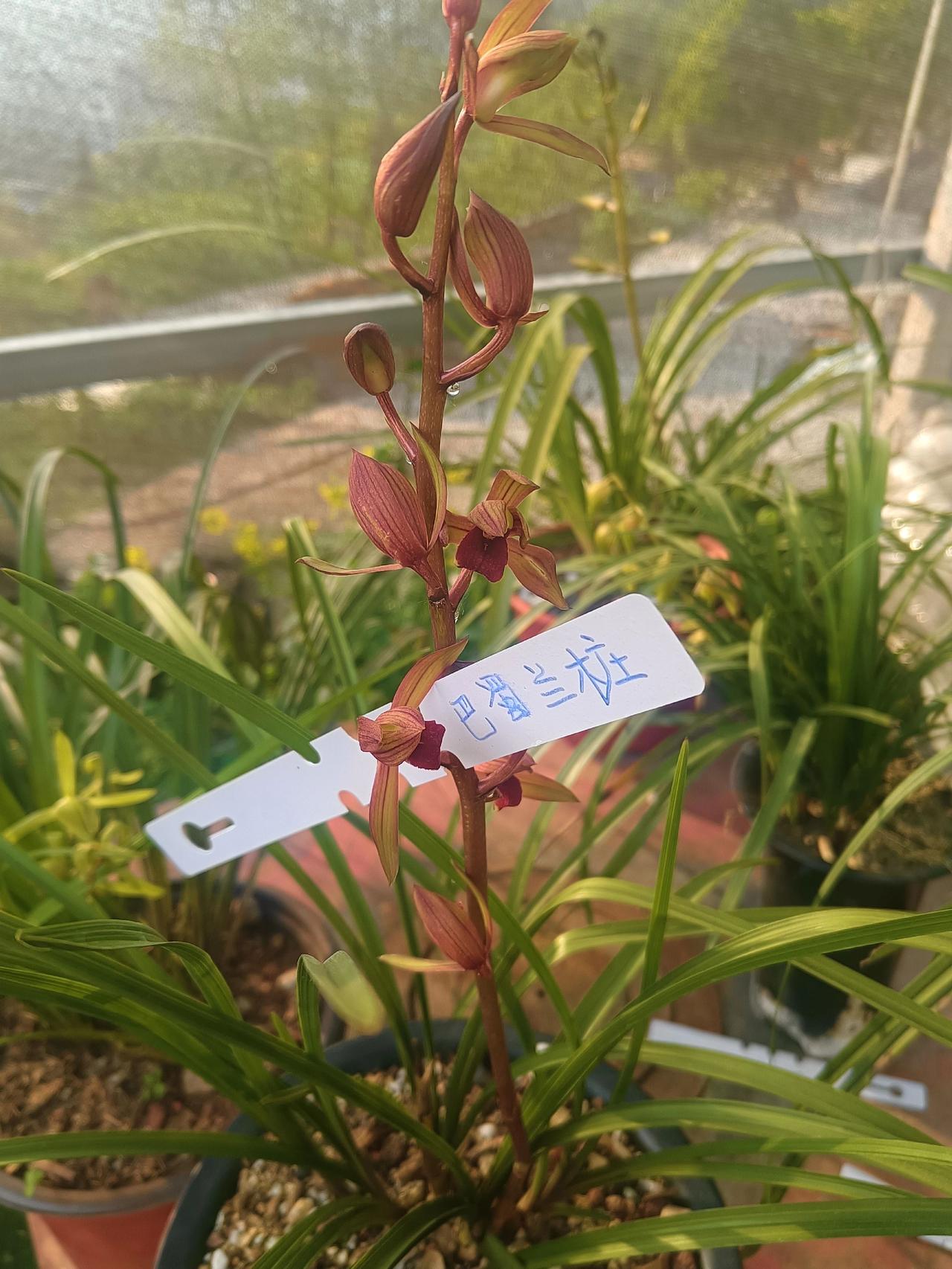 红香妃色花天花板