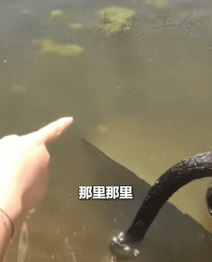 反光板掉入湖中，黑天鹅帮忙捞出，这大鹅也太聪明了！