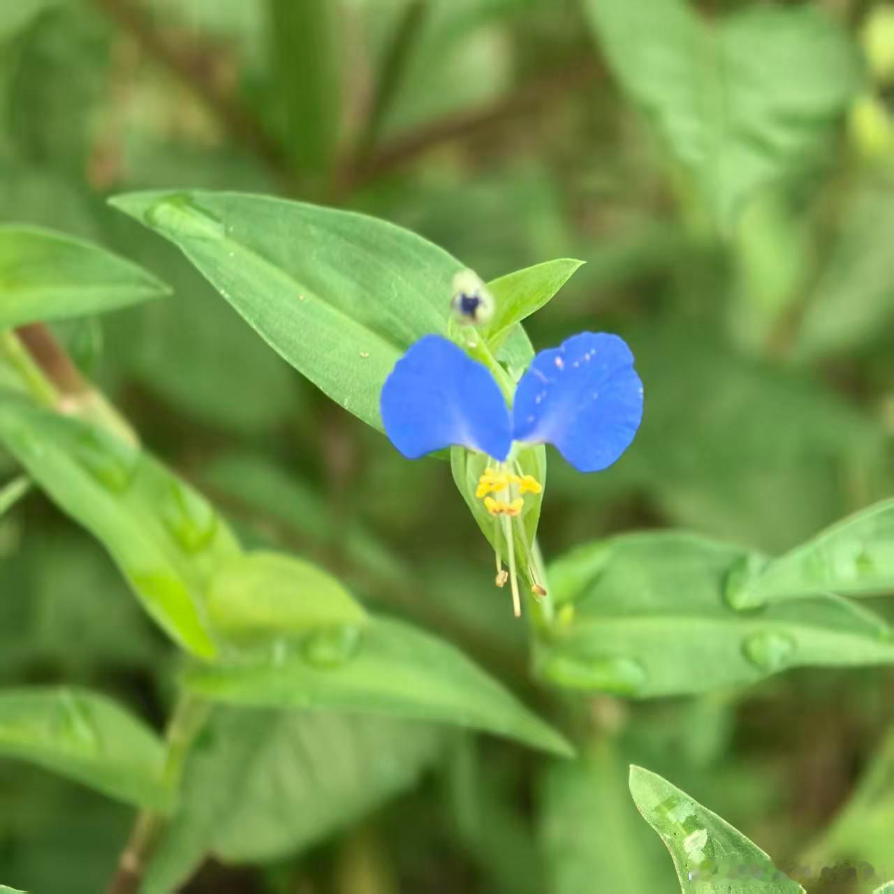 这样的小花花真的好好看，很高级的感觉，虽然是野花，但一点不影响它的美。 ​​​