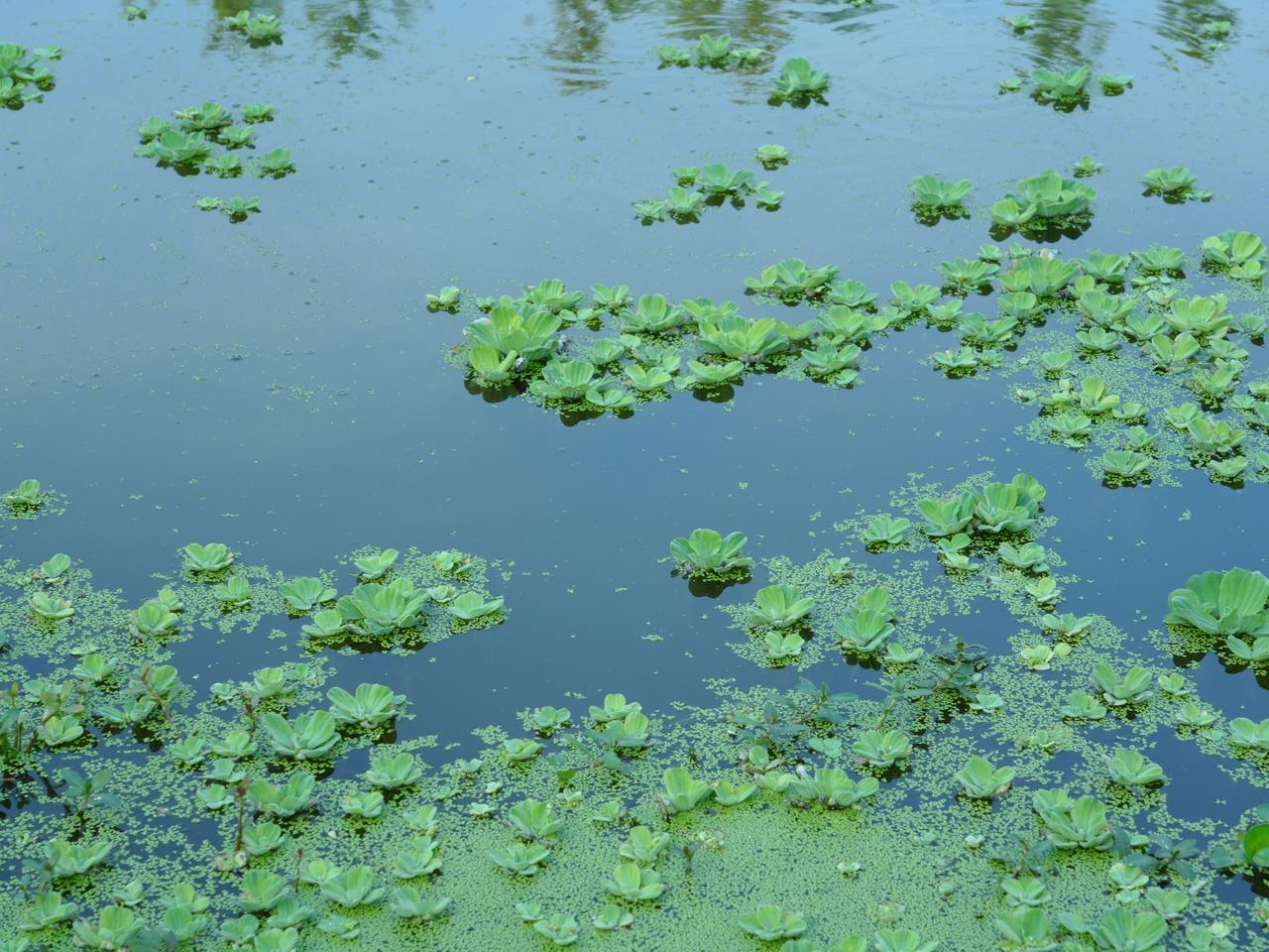 柏木溪的水白菜，藏着最平凡的生命力量
    常去柏木溪公园散步的人，总会留意到