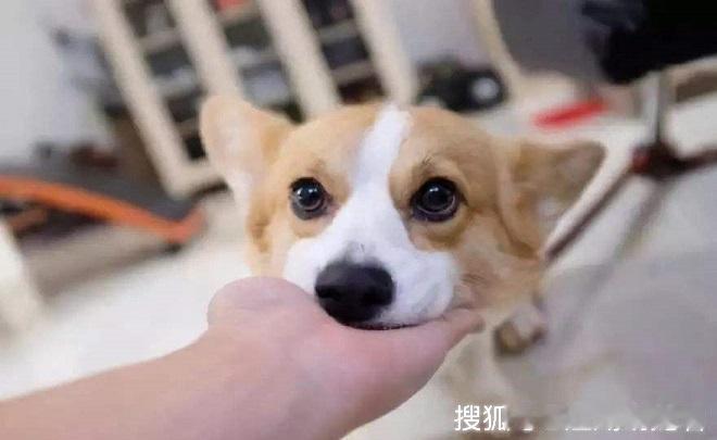 带宠物出行，最怕它们跑丢。我有几个防丢办法分享。
首先，基础装备不能少。给宠物戴