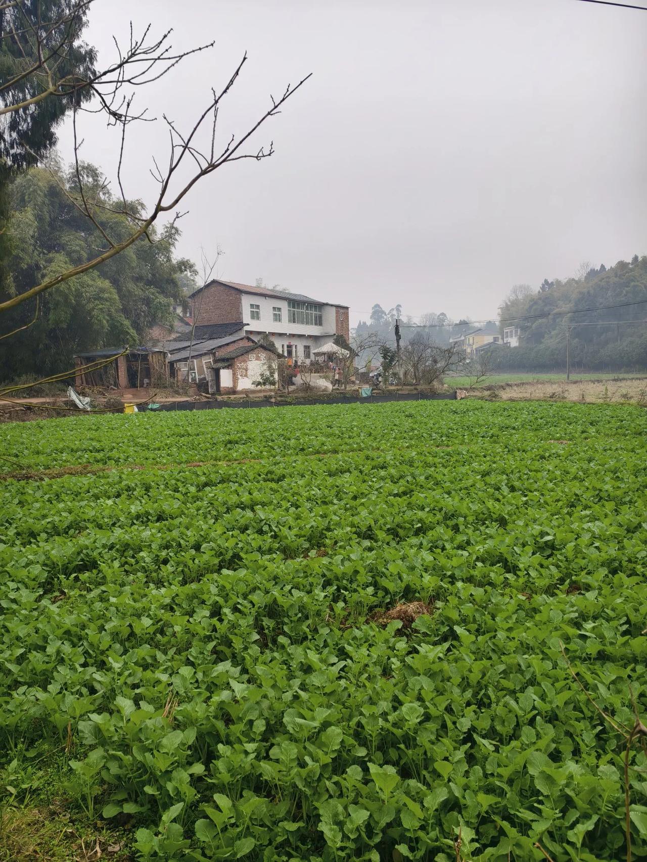 鹧鸪天

老家团年
        ——南木子
龙屈蛇伸迎新年，
哥嫂淳朴好能干