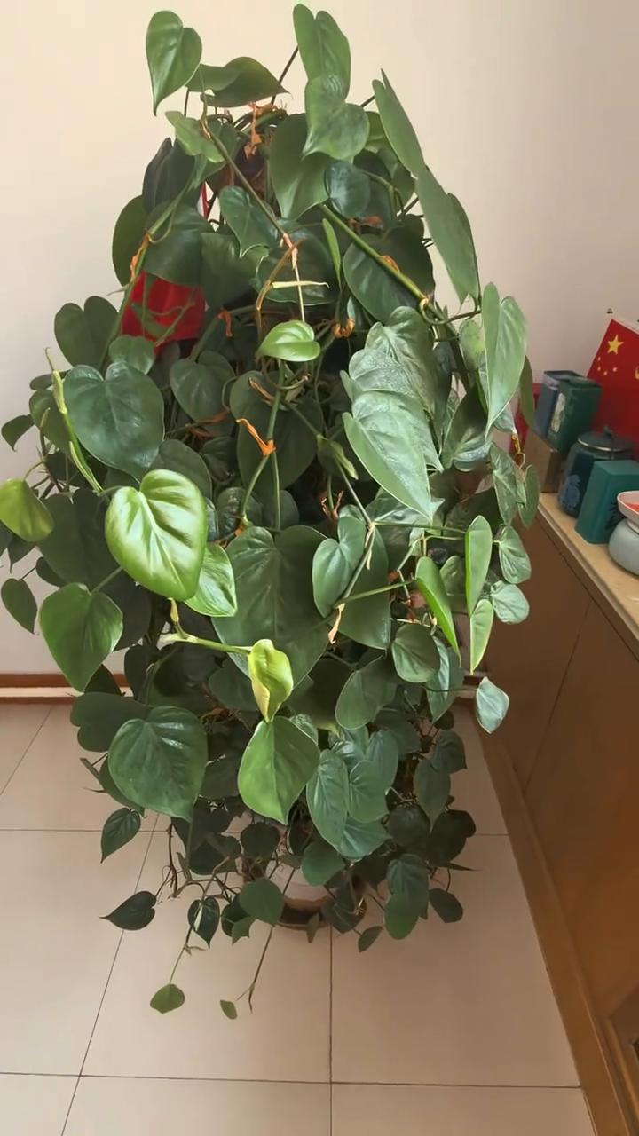 ·如果你一个人的时候觉得很舒服，那你一定是强大的。因为只有能量高的人才会享受孤独