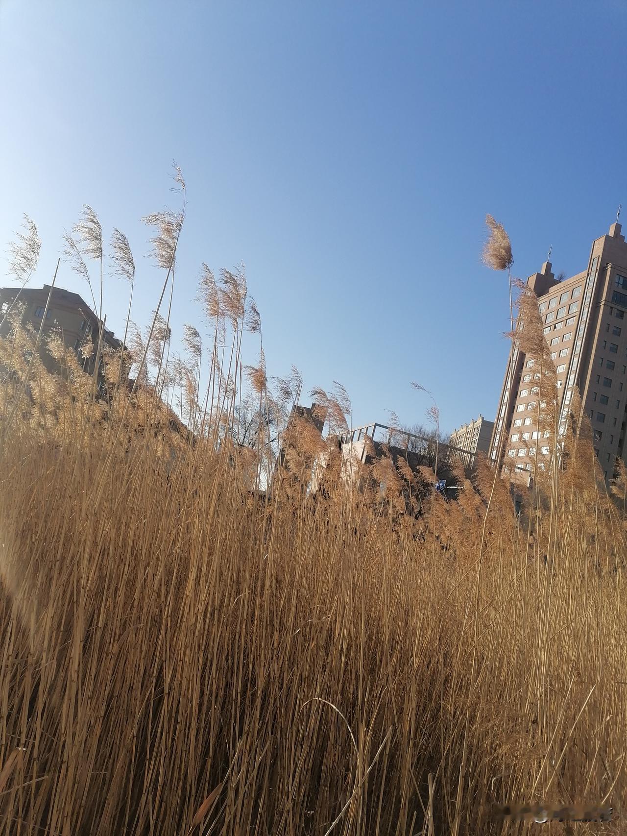 其实，生命的底色是悲凉，而真正的勇敢，是看清本质后依然热爱生命。

一大早洗完衣