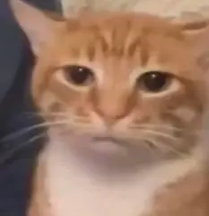 meme猫表情包 猎奇