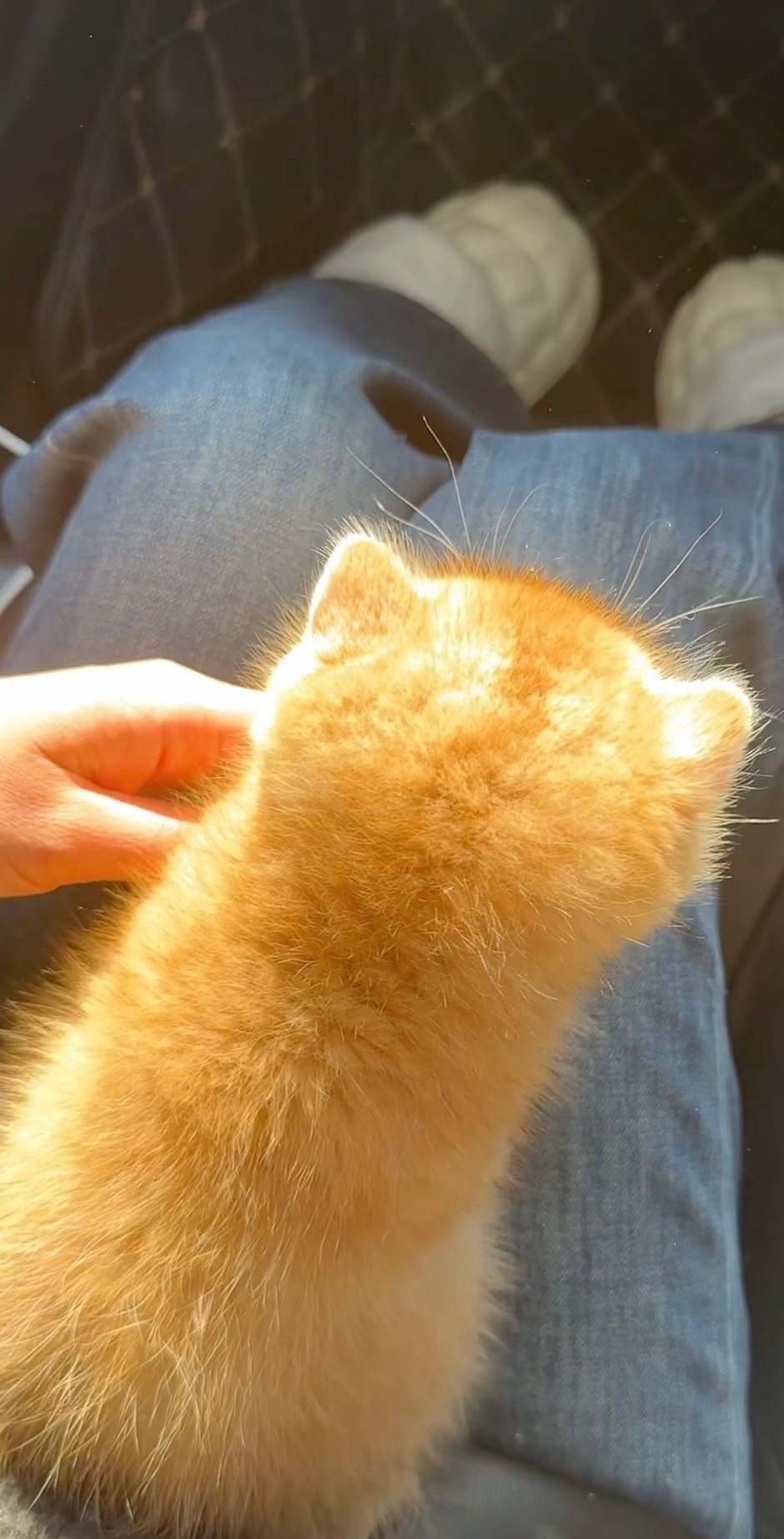 咪，你是新鲜的黄金烤蜜薯 