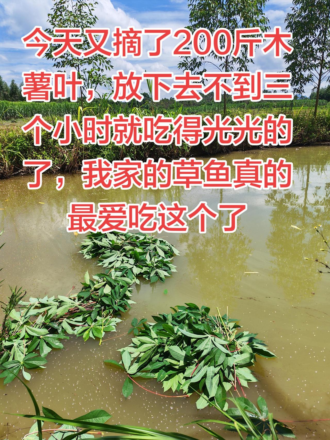 我家的草鱼最爱吃木薯叶养鱼日记 养鱼农村生活 三农