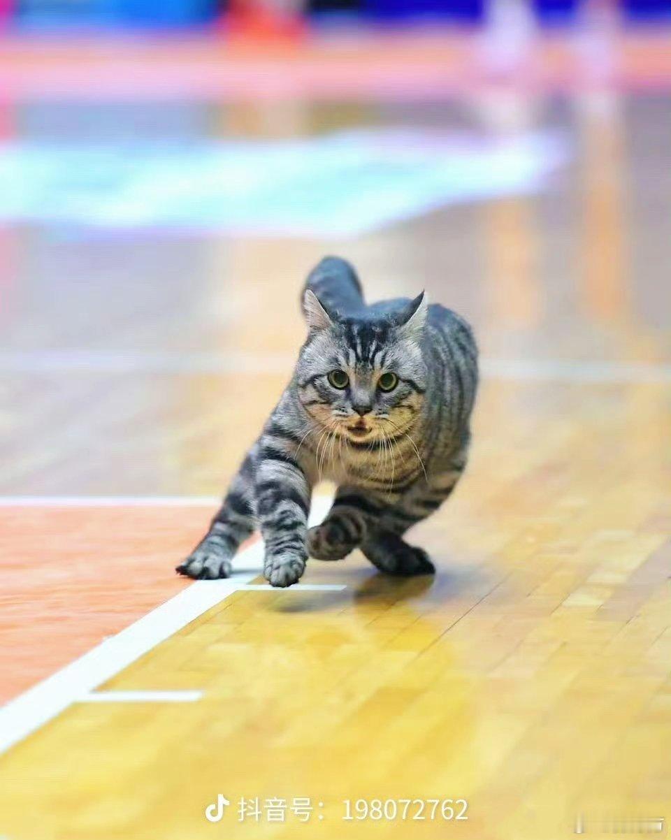 猫猫太帅了，从体型和毛发整洁度来看不像是纯粹的流浪猫，这不给注册还等什么呐！胖狸