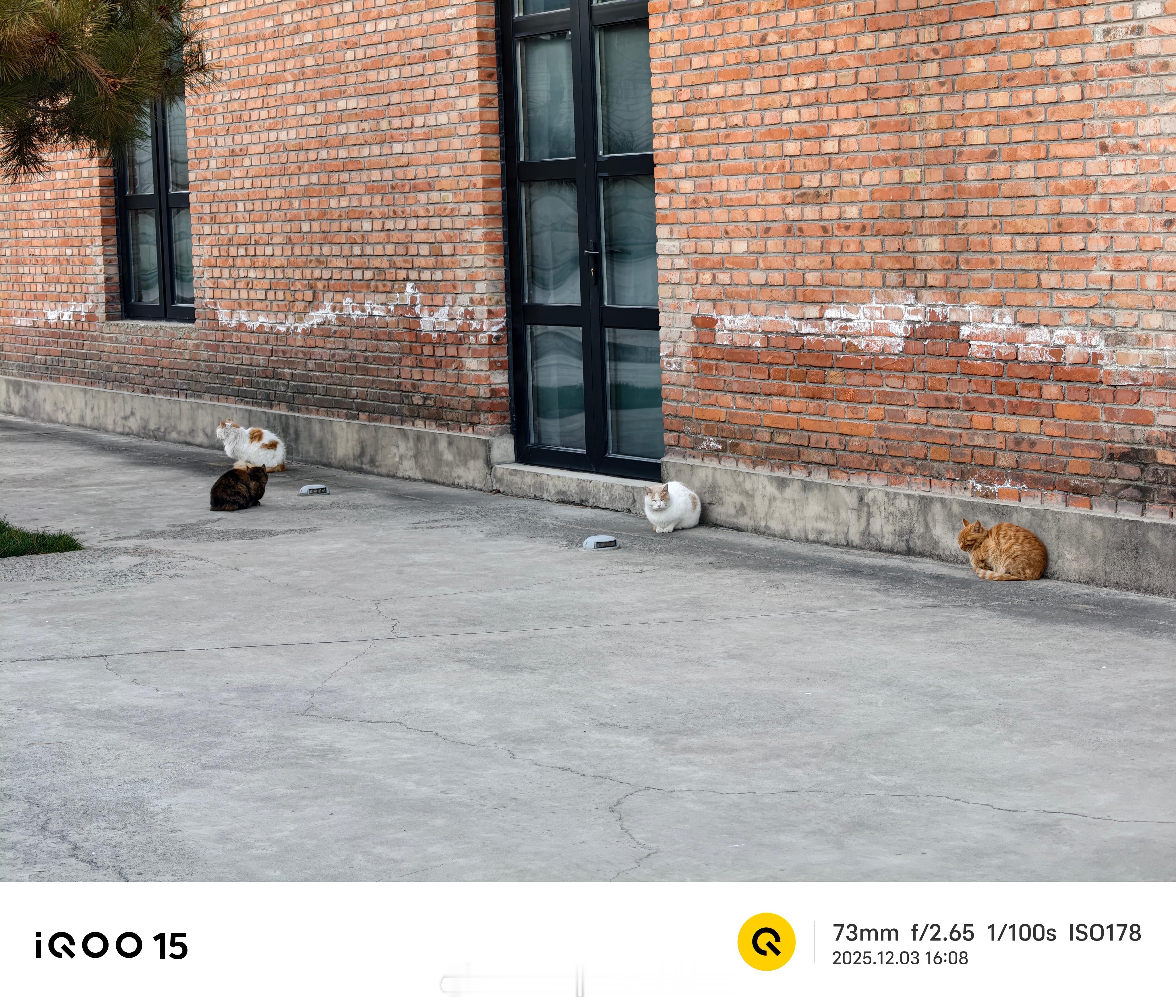 这里的猫猫都好肥啊。iqoo