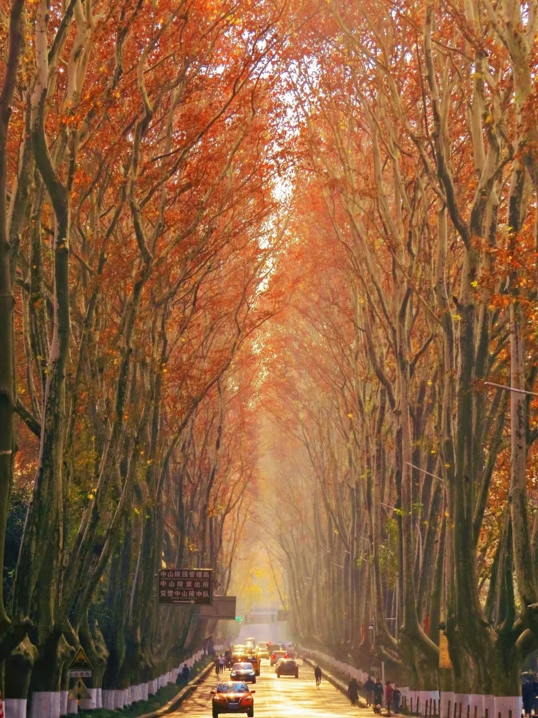 秋分｜最适合秋天旅行的城市出现了🍁