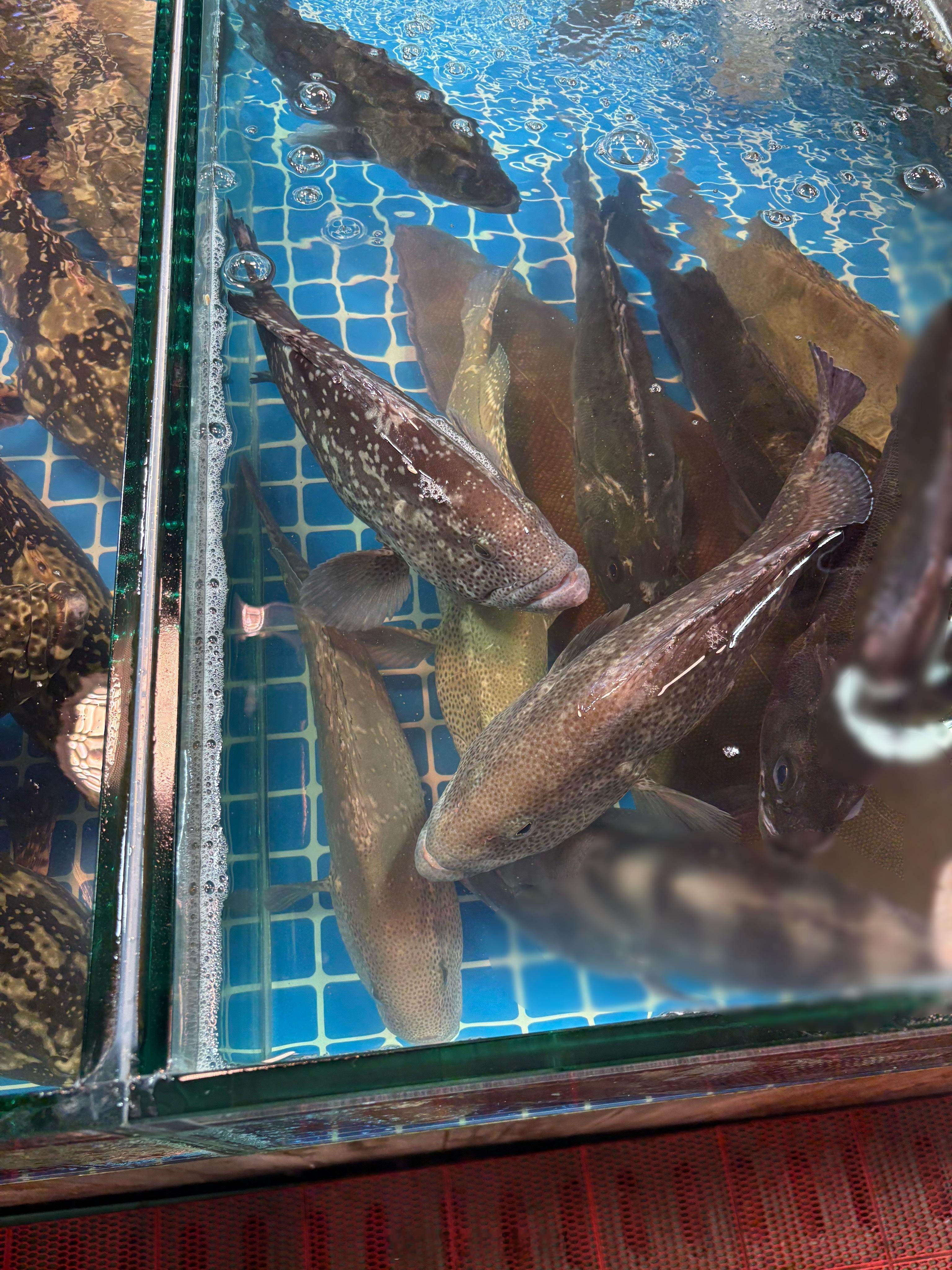 蓝棕石斑鱼/Epinephelus multinotatus，俗称“（假）蓝瓜子