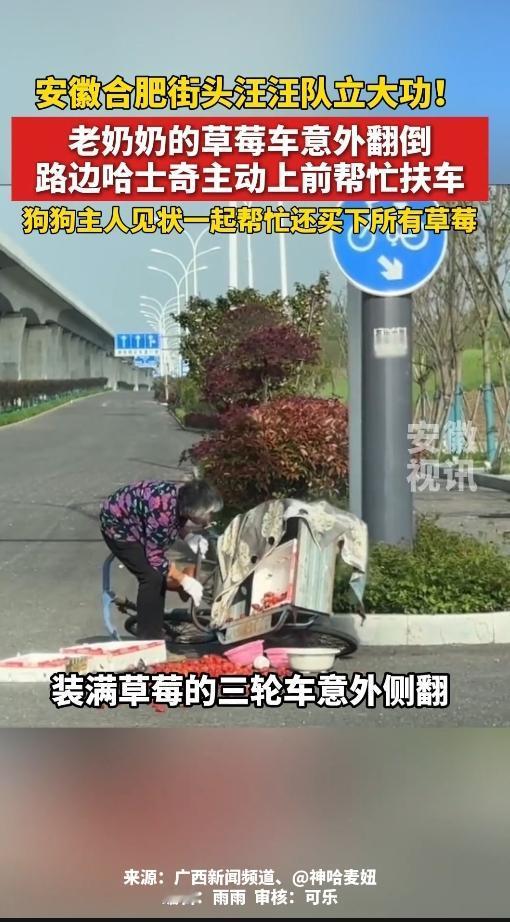 这事太治愈了！合肥街头，哈士奇竟成"救场英雄"，帮翻了车的老奶奶扶车，看得人心里