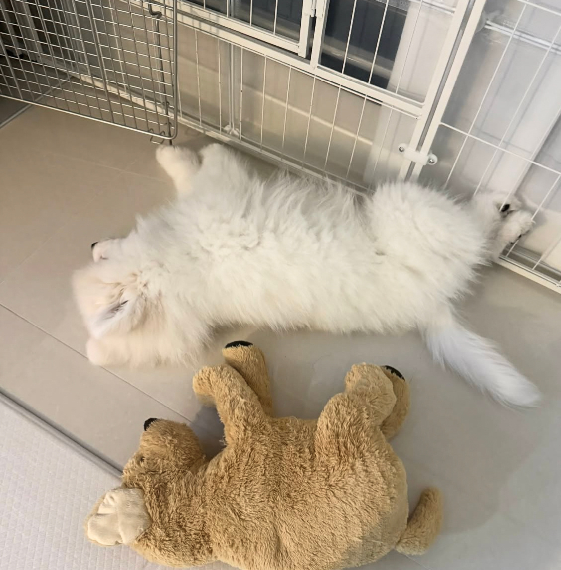 晚安耶 